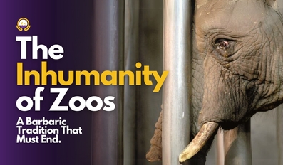 The Inhumanity of Zoos